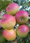 Apples 2