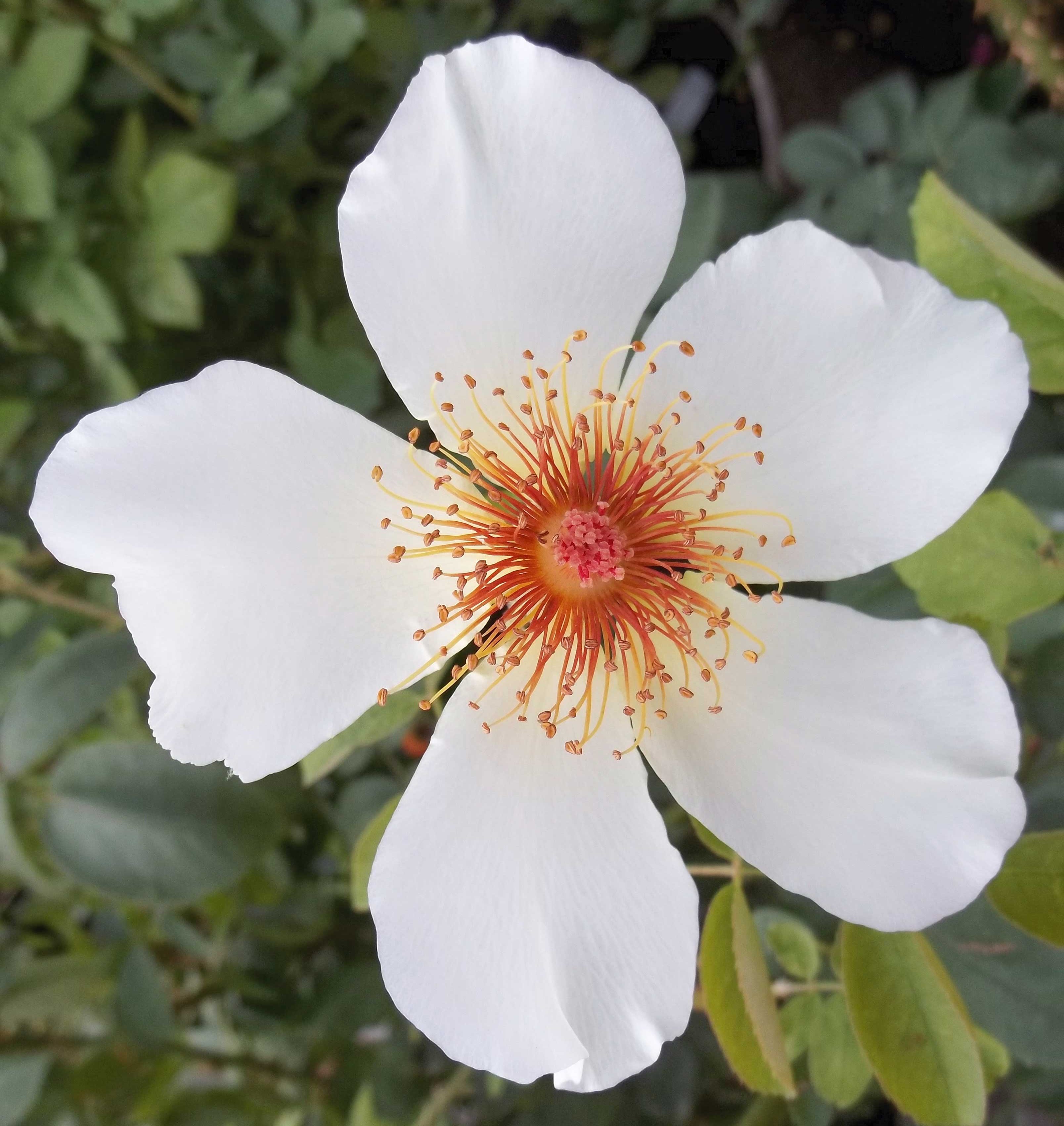 Anyway Giclee . . . White