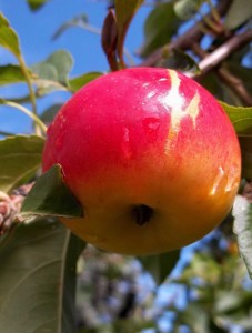 Please Enjoy Fresh Ideas!