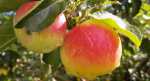 100_7952-(2)