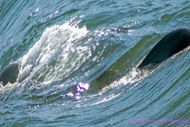 Wherethewhalestirsitstailthereissometurbulence