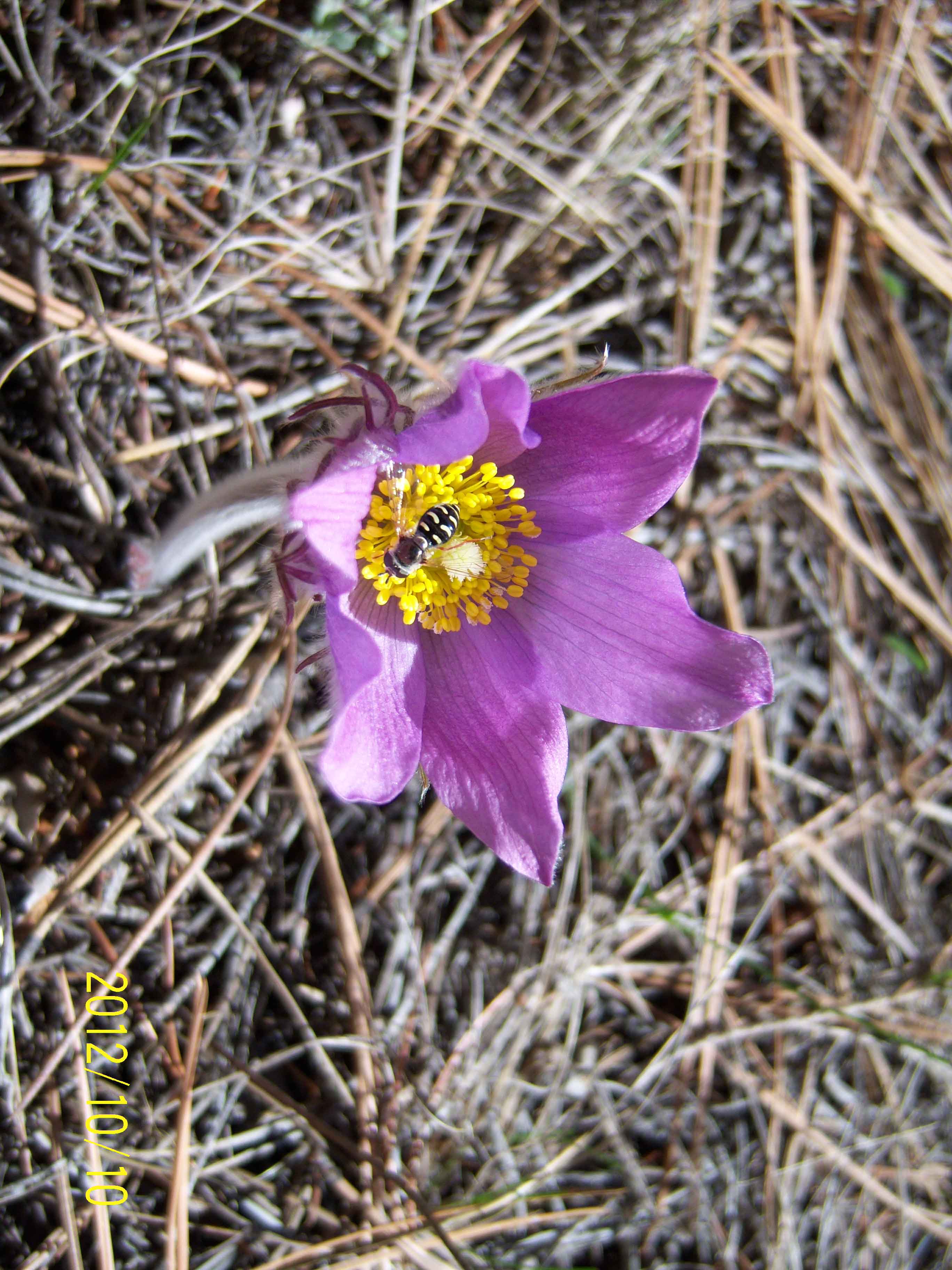 100_8785-(2)
