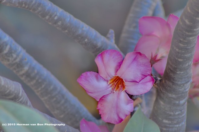 adenium7feb15
